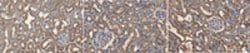 LOX-1 Mouse anti-Human, Clone: 15C4, MilliporeSigma 100 &mu;g;Unconjugated:Antibodies,